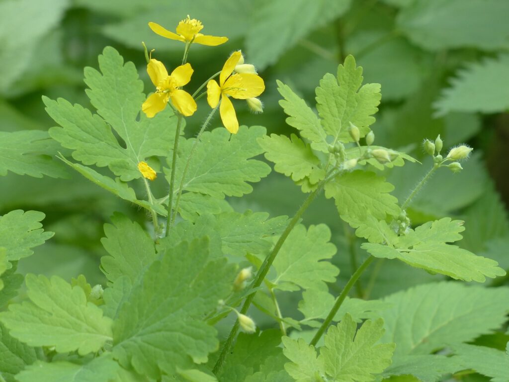 La chélidoine est une plante que l'on retrouve facilement en France. appelée également herbe aux verrues.
